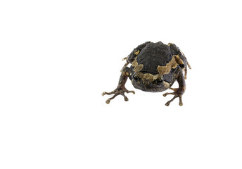 Bullfrog isolated on white background.
