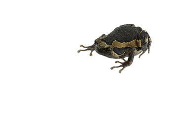 Bullfrog isolated on white background.