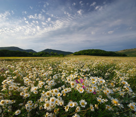 Fototapeta premium Spring daisy flowers