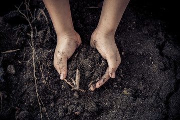 Black soil in hand