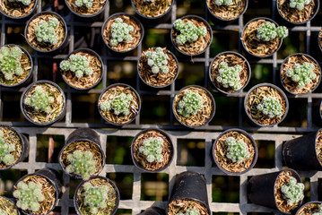 Little cactus in the garden