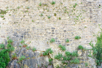 Plant on stone wall