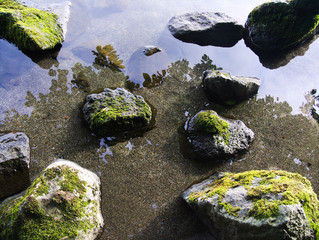 洞爺湖湖畔の苔と石