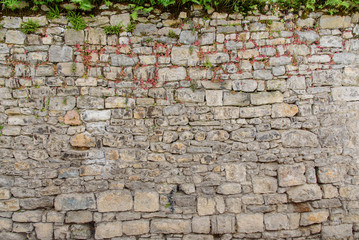 Plant on stone wall
