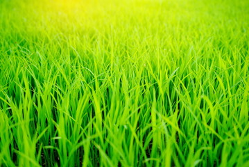 green rice field with sunlight in the morning landscape background