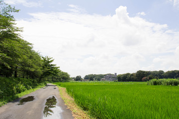 Fototapeta na wymiar Landscape with rice fields in Saitama Minuma Ku