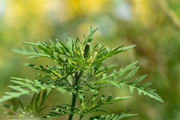 Ragweed Pflanze-Ambrosia artemisiifolia