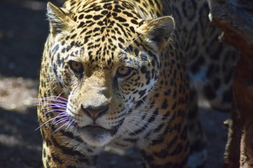 Daring Leopard