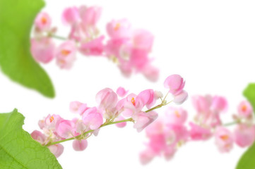 Mexican creeper flower, Antigonon leptopus, Family Polygonaceae, Central of Thailand