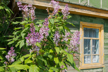 Fototapeta na wymiar Blooming lilac on background old lilac window in spring.