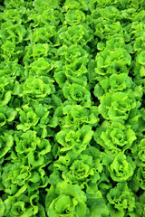 green lettuce crops in growth at vegetable garden