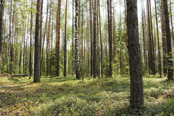 Obraz premium Pine forest in a nice summer day