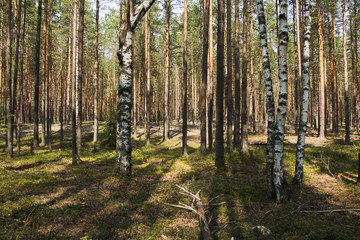 Obraz premium Pine forest in a nice summer day