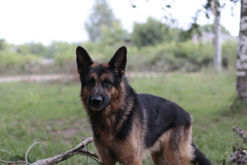 Dog german shepherd in a summer day