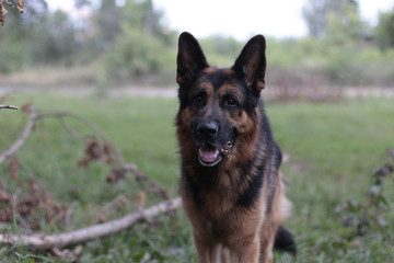 Dog german shepherd in a summer day