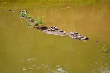 Group of turtles in green pond water