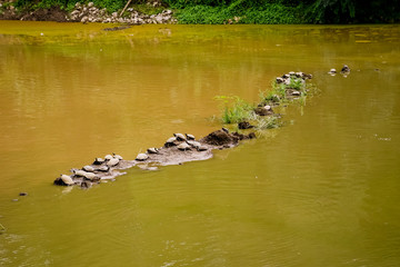 Group of turtles in green pond water