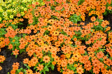 beautiful flower and walkway background at garden 