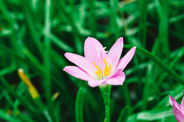 beautiful flower at garden in Autumm early morning 