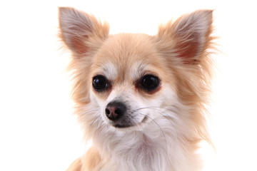 head of sweet chihuahua