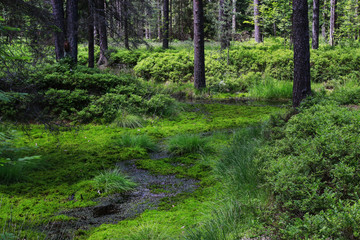 Wetland forest with green carpets of moss.