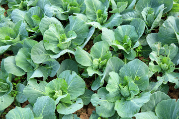 Naklejka premium green cabbage in growth at vegetable garden