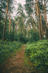 Pathway through the forest. Toned image.