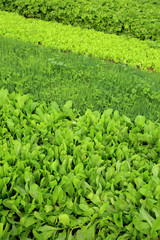 variety vegetable plants in growth at vegetable garden