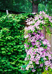 Fototapeta na wymiar Clematis flowers in the garden