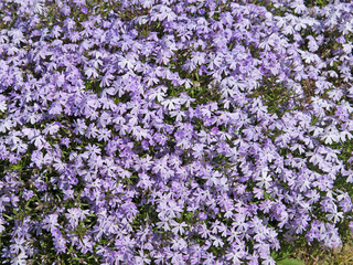 Polsterphlox, Phlox subulata