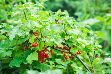 Currant bush with bunches of ripe red currants. Shallow depth of field.