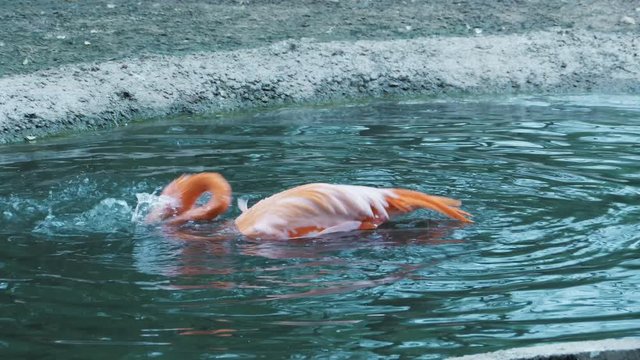 Flamingo bathing in the water, dip your head into the water and splashes