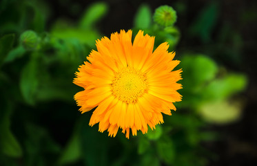 Marigold (Calendula officinalis) in the garden