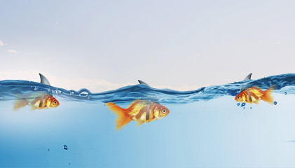 Gold fish with shark flip . Mixed media