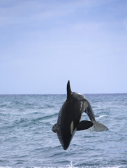 Fototapeta premium killer whale