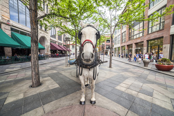 White horse on the promenade in Denver, Colorado - Powered by Adobe
