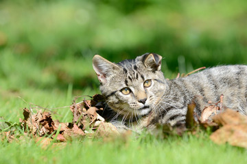 Naklejka na ściany i meble Kitten lying on the meadow in the leaves