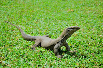 Bengal monitor lizard Varanus bengalensis on green grass 
