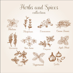 Hand drawn spices vintage set. It can be used for design packaging, menu etc.