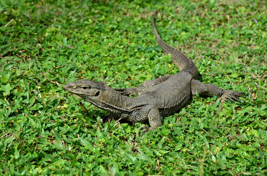 Bengal monitor lizard Varanus bengalensis on green grass