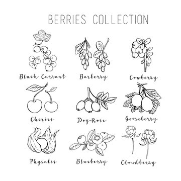 Illustration of berries collection. It can be used for design menu, packaging