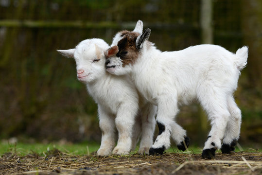 Fototapeta white goat kids standing on pasture