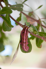 Furry Caterpillar. Hair worm. worm with hair. worm on leaf.