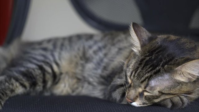Beautiful Tabby Cat sleeps on the chair