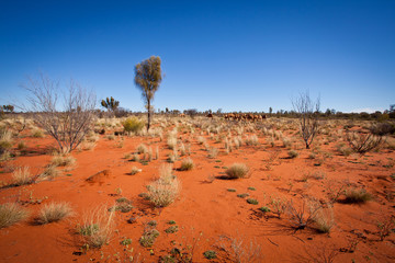 Des chameaux sauvages dans le désert de l& 39 Outback en Australie