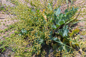 Crambe maritima or sea kale.
