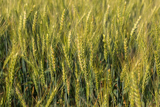 Field with harvest rye.
