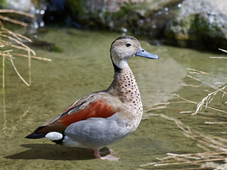 Ringed teal (Callonetta leucophrys)