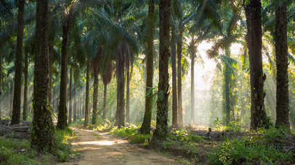 Obraz premium Palm Tree with the light