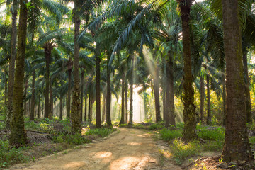 Palm Tree with the light